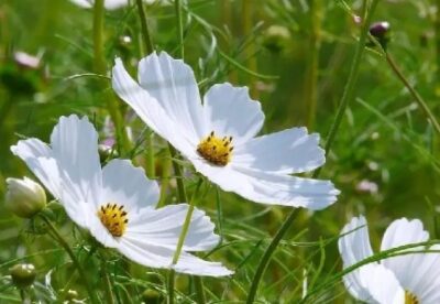 商标评审规则（2014年修正本）