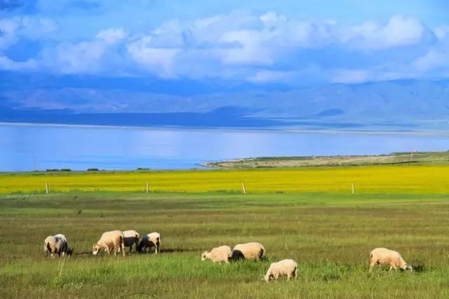 农业农村部、青海省联合印发方案部署共同打造青海绿色有机农畜产品输出地