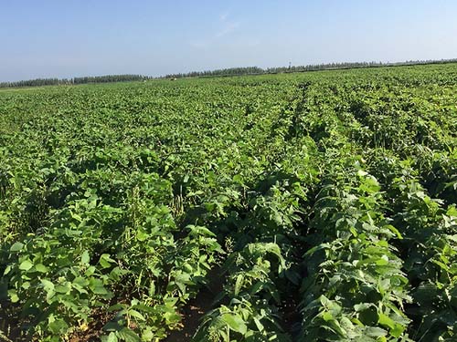 药用植物种植和采集质量管理规范（GACP）T/CCCMHPIE 2.1-2018