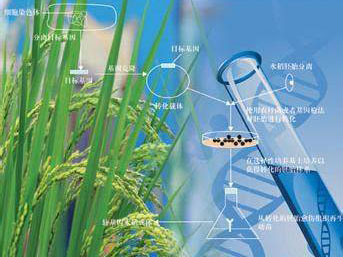 关于北京城市副中心农业产业高质量发展的实施细则（2024年12月 修订版）