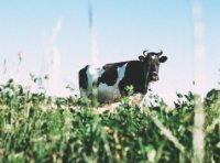 《乳制品企业社会责任指南》RHB 901-2016