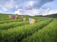 地理标志产品保护申请书（官方原版）