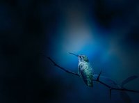 中国商标注册申请书（官方原版）