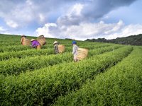 地理标志产品保护申请书（官方原版）