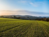 集体商标使用管理规则 （参考样本）