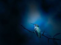 中国商标注册申请书（官方原版）