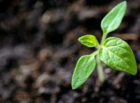 《中华人民共和国种子法》2021年修正