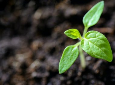 《关于进一步加强地理标志保护的指导意见》官方解读