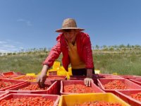 《关于组织开展地理标志助力乡村振兴行动的通知》国知发运字〔2021〕20号