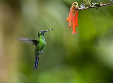 《环境保护企业社会责任指南》T∕CAEPI 20-2019