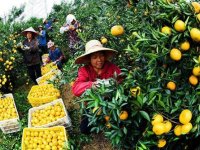 关于印发《支持脱贫地区打造区域公用品牌实施方案(2023—2025年)》的通知(农办市〔2023〕4号)