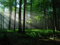 《资产评估执业准则—森林资源资产》中评协〔2017〕41号