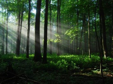 《资产评估执业准则—森林资源资产》中评协〔2017〕41号