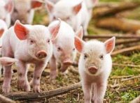 《生猪产能调控实施方案(暂行)》农牧发〔2021〕27号