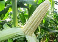 国家级玉米品种审定标准（2021年修订）