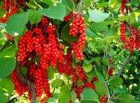 关于中药饮片生产企业采购产地加工（趁鲜切制）中药材有关问题的复函