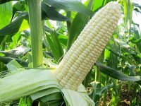 国家级玉米品种审定标准（2021年修订）