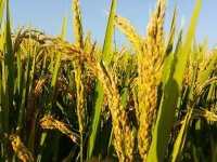 国家级稻品种审定标准（2021年修订）