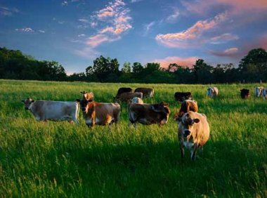 《全国兽用抗菌药使用减量化行动方案（2021—2025年）》农牧发〔2021〕31号