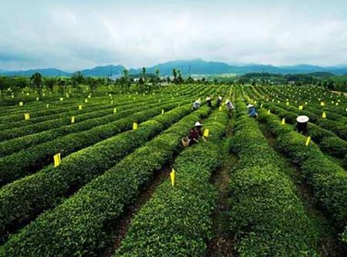 农业农村部办公厅关于推介全国农业社会化服务典型的通知