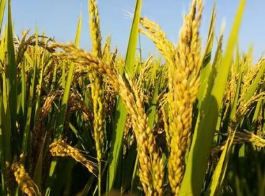 国家级稻品种审定标准（2021年修订）