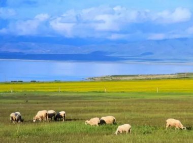 农业农村部、青海省联合印发方案部署共同打造青海绿色有机农畜产品输出地