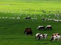 《“十四五”全国畜牧兽医行业发展规划》农牧发〔2021〕37号