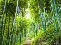 湖南省人民政府办公厅关于加快竹产业高质量发展的意见（湘政办发〔2023〕47号）