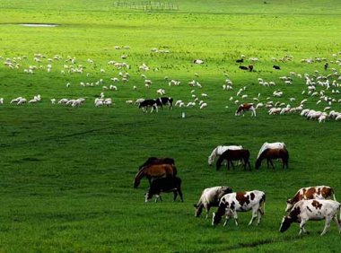 《“十四五”全国畜牧兽医行业发展规划》农牧发〔2021〕37号