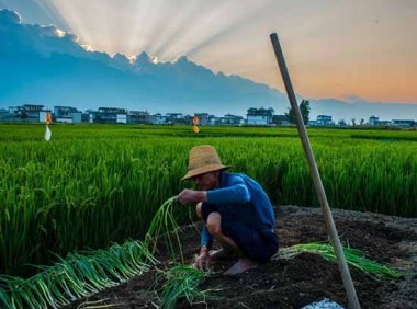 关于建立“空壳社”治理长效机制促进农民合作社规范发展的通知