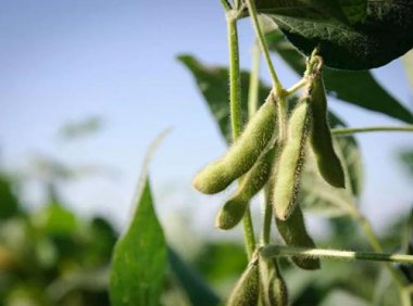 关于做好新型农业经营主体和社会化服务组织扩种大豆油料专项工作的通知