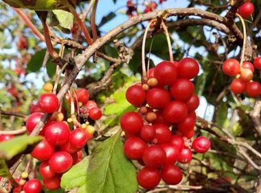 《林草中药材产业发展指南》办改字〔2022〕7号