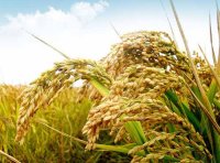 关于保护种业知识产权打击假冒伪劣套牌侵权营造种业振兴良好环境的指导意见(农种发〔2022〕2号)