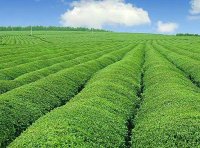 农业农村部 关于实施新型农业经营主体提升行动的通知（农经发〔2022〕1号）