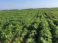 《中药材生产质量管理规范》国家中医药局公告2022年 第22号