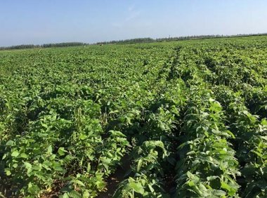 药用植物种植和采集质量管理规范(GACP)T/CCCMHPIE 2.1-2018