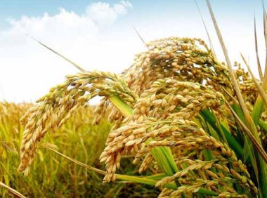 关于保护种业知识产权打击假冒伪劣套牌侵权营造种业振兴良好环境的指导意见（农种发〔2022〕2号）