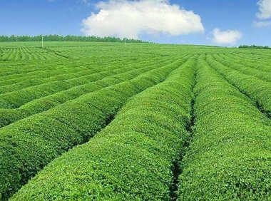 农业农村部 关于实施新型农业经营主体提升行动的通知（农经发〔2022〕1号）