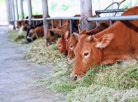 《中华人民共和国动物防疫法》2021年修订版