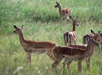 《中华人民共和国野生动物保护法》2018年修订版