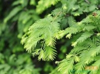 《中华人民共和国野生植物保护条例》2017年修订版