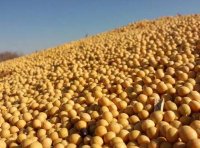 关于开展大豆完全成本保险和种植收入保险试点的通知（财金〔2022〕63号）