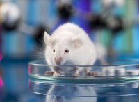 《实验动物许可“证照分离”改革工作实施方案》国科发基〔2021〕354号