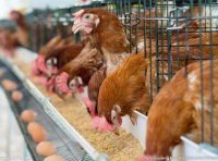 农业农村部办公厅关于进一步强化病死畜禽无害化处理工作的通知(农办牧〔2024〕25号)