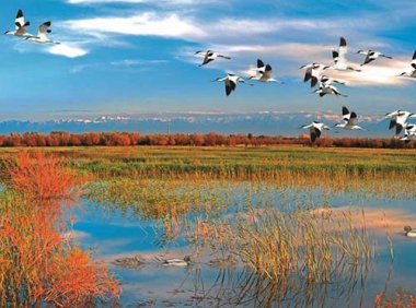 《中华人民共和国湿地保护法》自2022年6月1日起施行