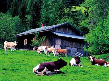 《中华人民共和国畜牧法》2015年修正