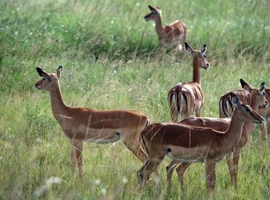 《中华人民共和国野生动物保护法》2018年修订版