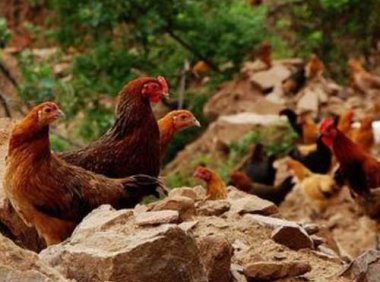 关于做好畜禽规模养殖项目环境影响评价管理工作的通知（环办环评〔2018〕31号）