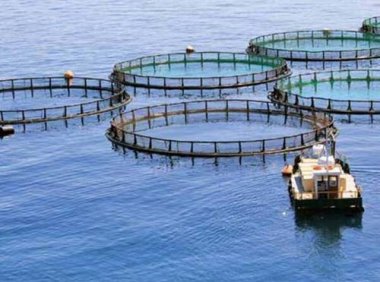 《关于加强海水养殖生态环境监管的意见》环海洋〔2022〕3号