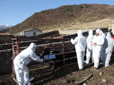 动物防疫等补助经费项目实施方案